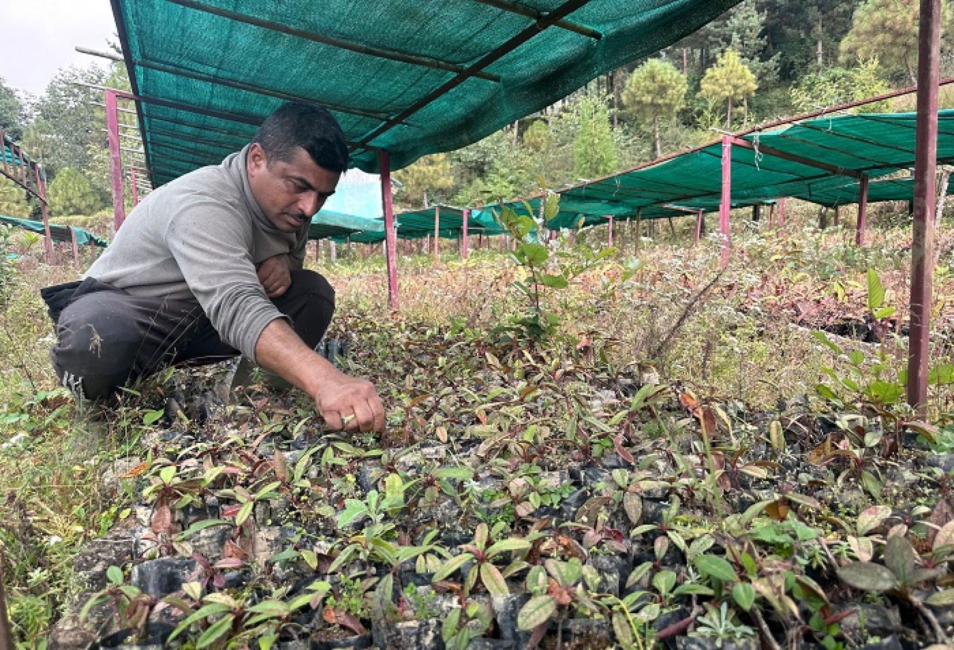 तीनजुरे रातपोखरी सामुदायिक वनमा २८ हजार गुराँसका बिरुवा हुर्काइँदै